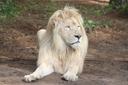 Weiße Löwen im Serengeti-Park Hodenhagen