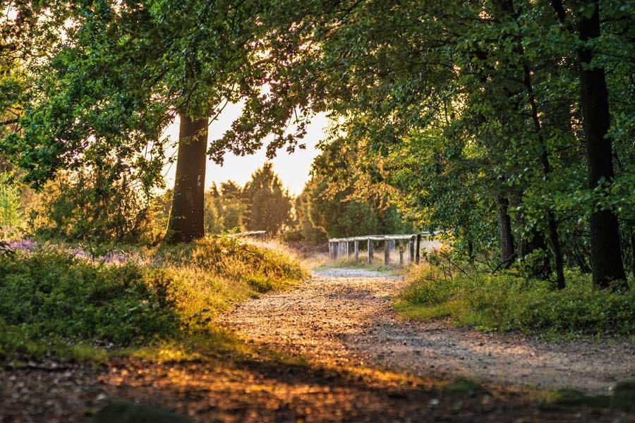 Der Heidschnuckenweg am Wilseder Berg