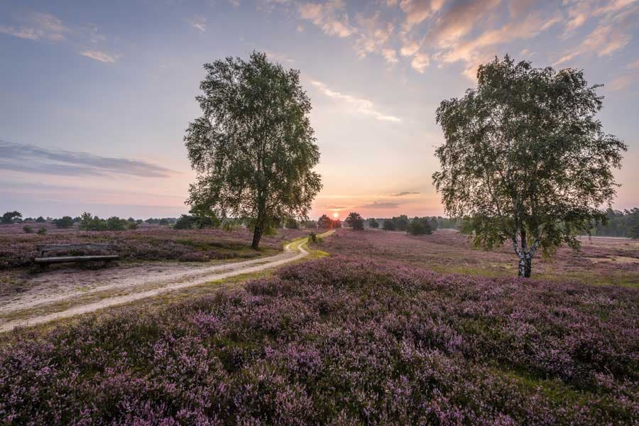 Wandern in Niedersachsen auf dem zertifizierten Heidschnuckenweg