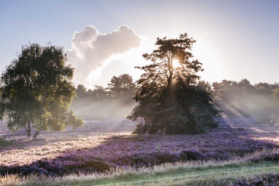 Heidschnuckenweg Etappe 1: Fischbeker Heide