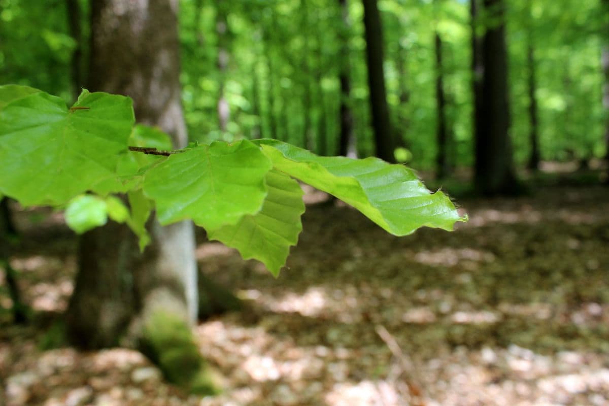 Luesswald, der Urwald in der Lueneburger Heide bei Unterluess