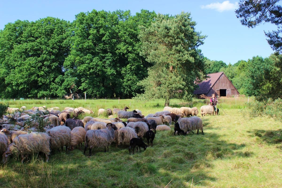 Heidschnucken auf der Misselhorner Heide