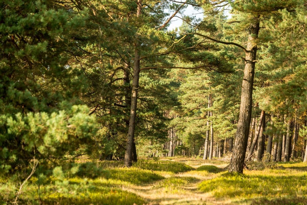 Wald an der Misselhorner Heide