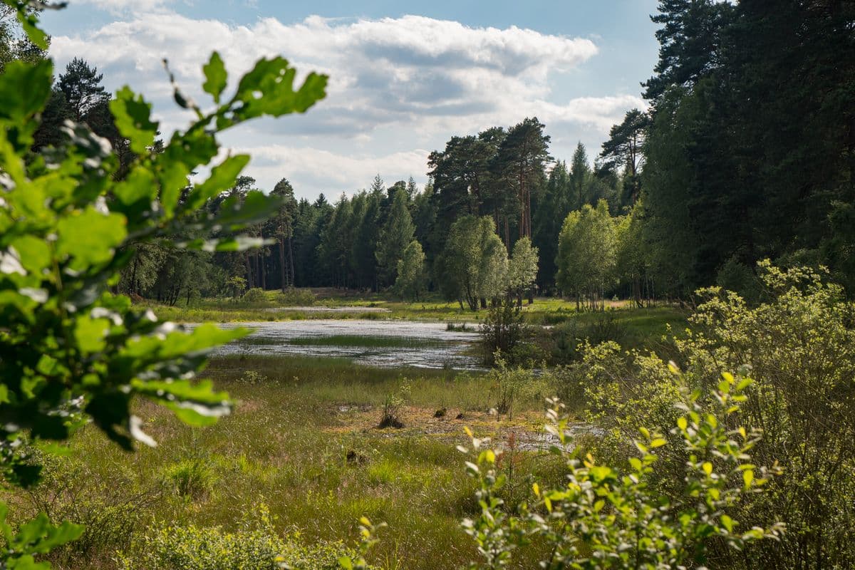 Wiesen am Waldrand