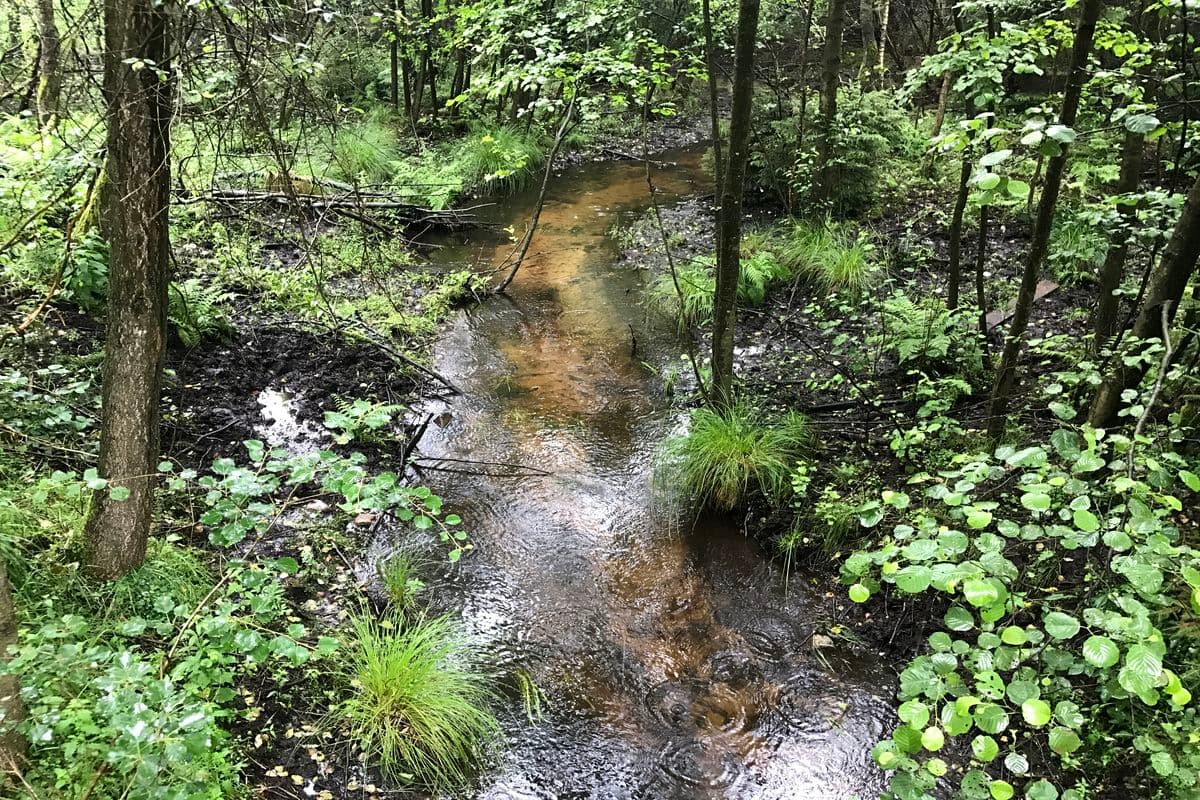 Der Bach Schmalwasser in der Südheide