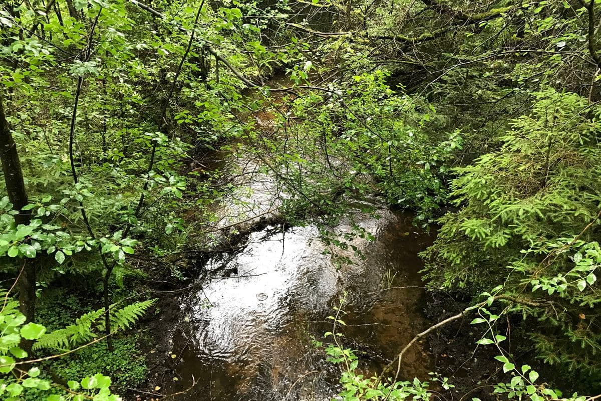 Der Bach Schmalwasser in der Südheide