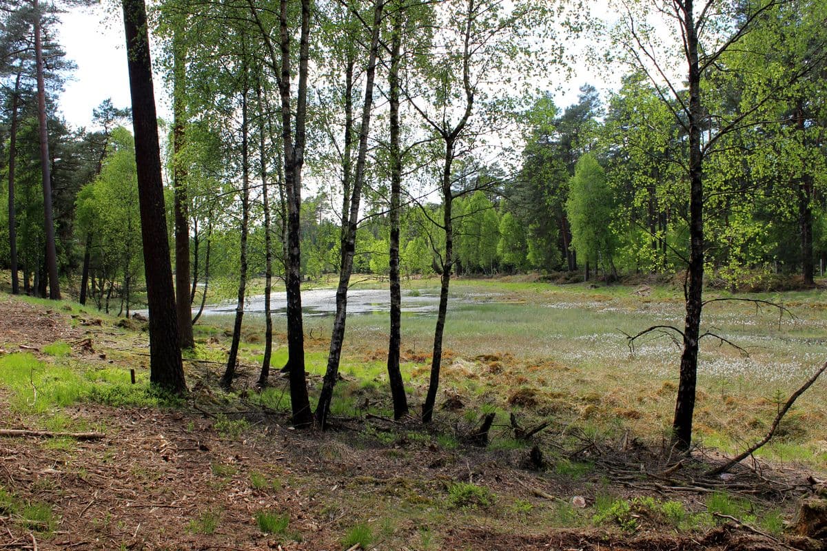 Durchströmungsmoor am Bach Ahrbeck