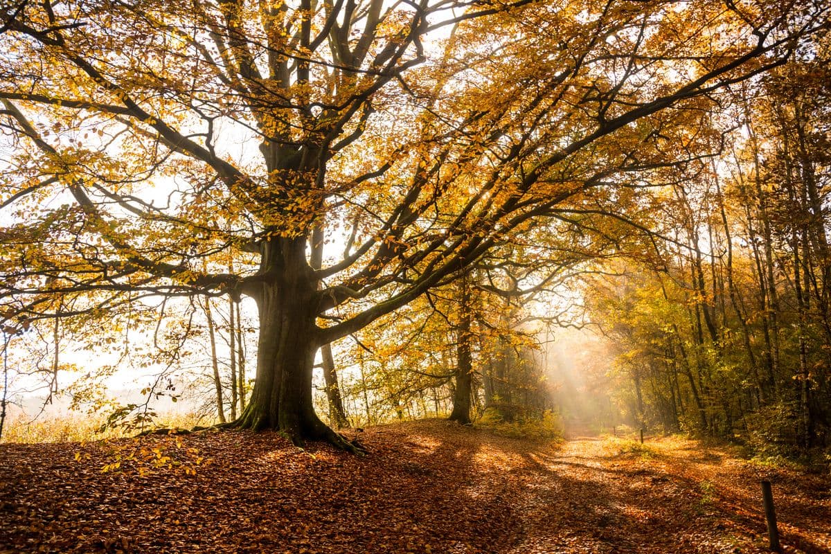 Herbstwald