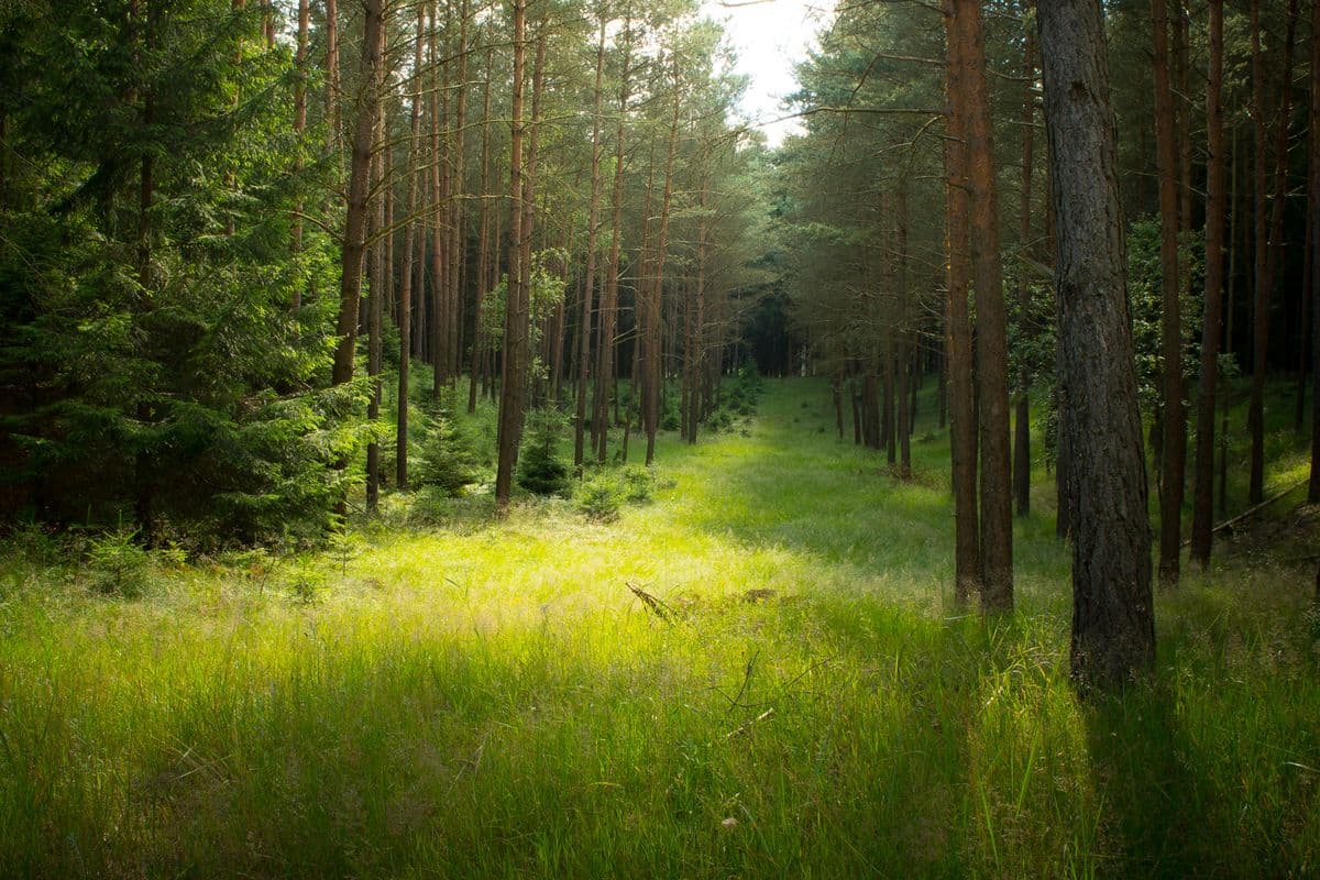 Waldgebiet in der Südheide