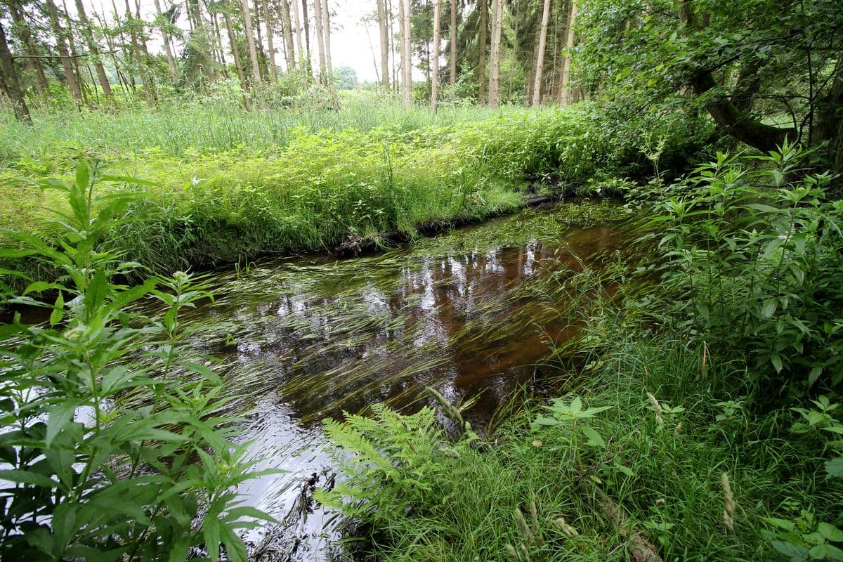 An der Aschau bei Eschede