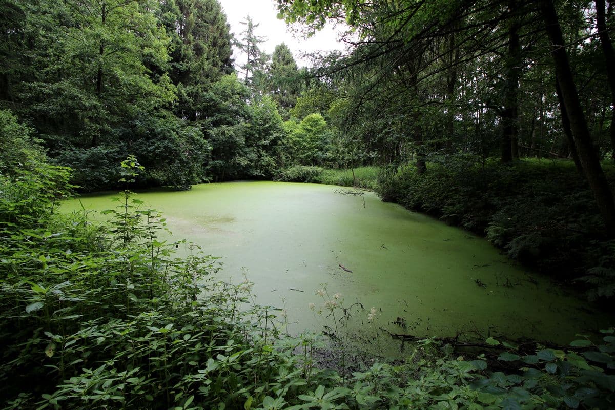 Teich an der Aschau