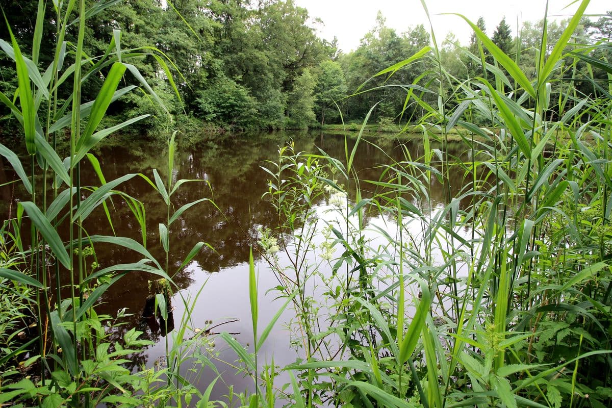 Teich an der Aschau