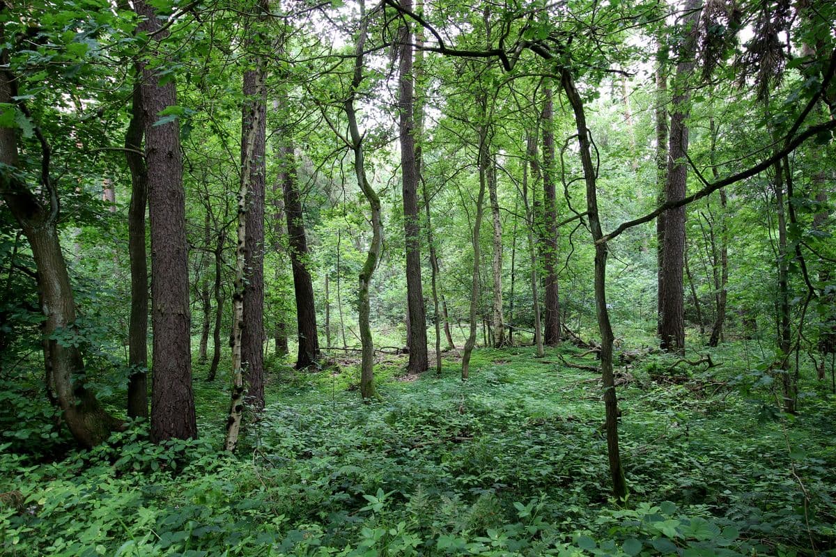 Waldgebiet an der Lutter