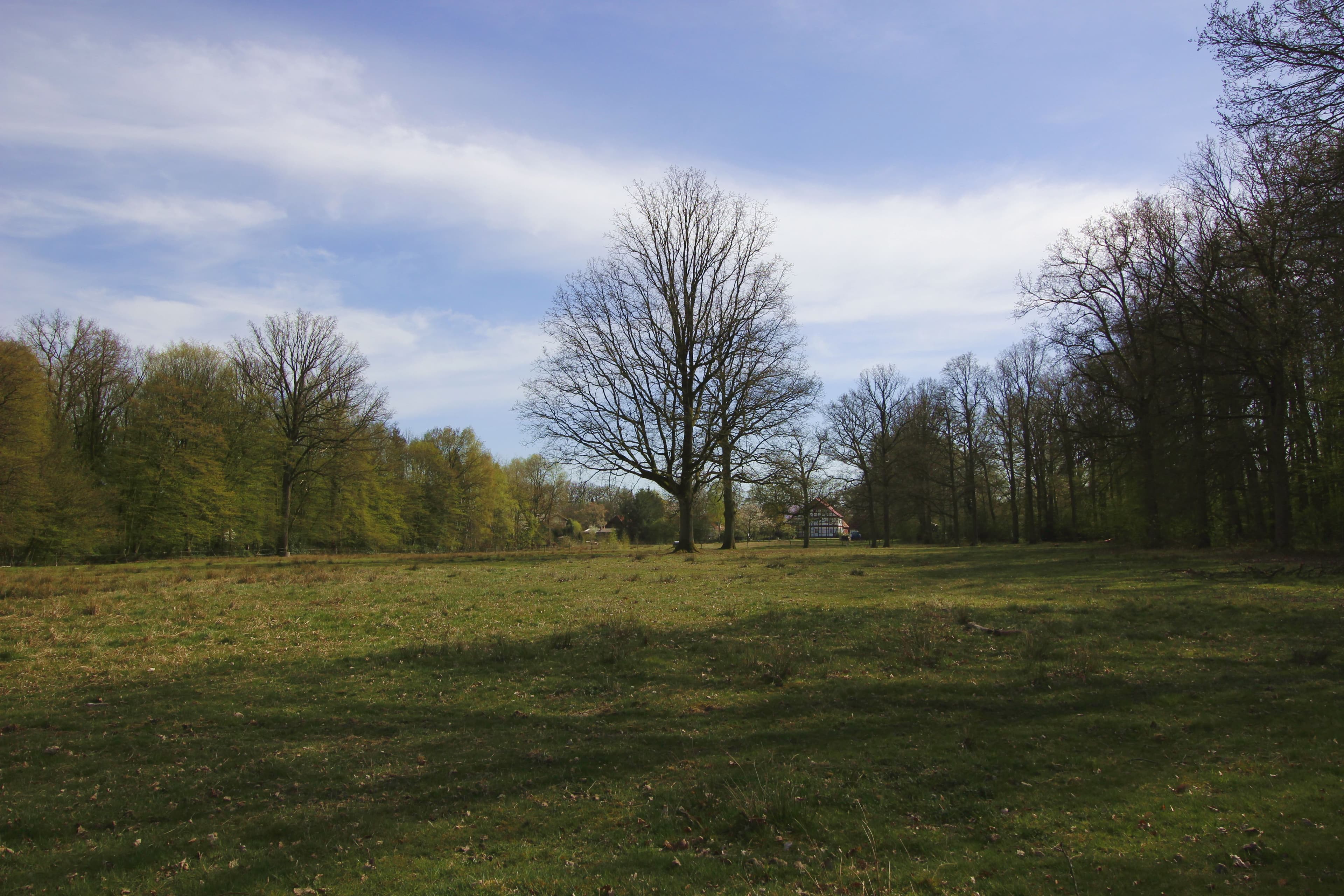 Weide und Eichen im Frühjahr - mittlere Runde