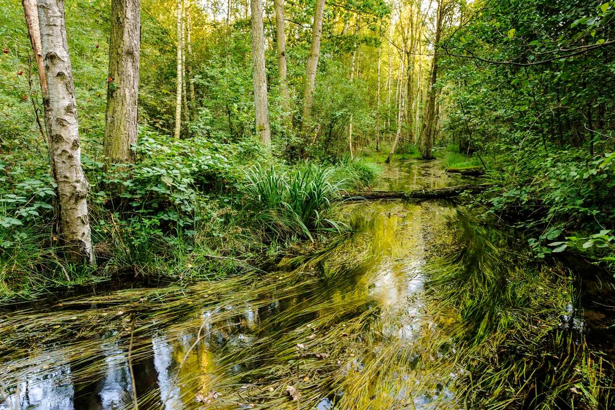 Heidebach Lutter bei Endeholz