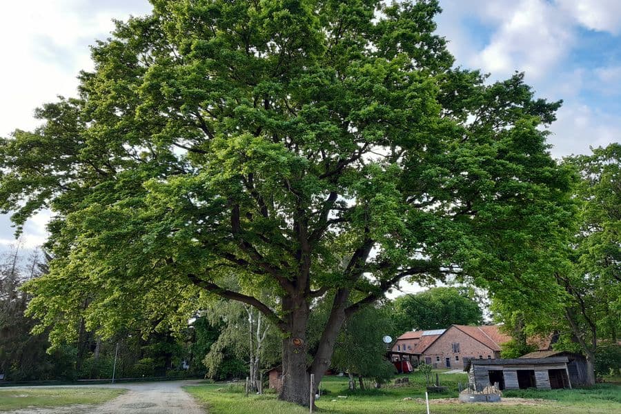 Große Höfe im Dorf