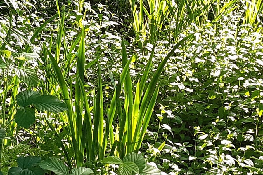 Bald blühen die Wasserlilien