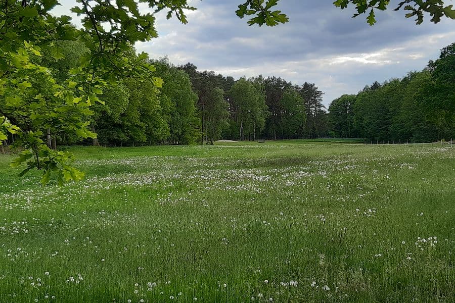 Pusteblumen, der Löwenzahn verteilt seine Samen