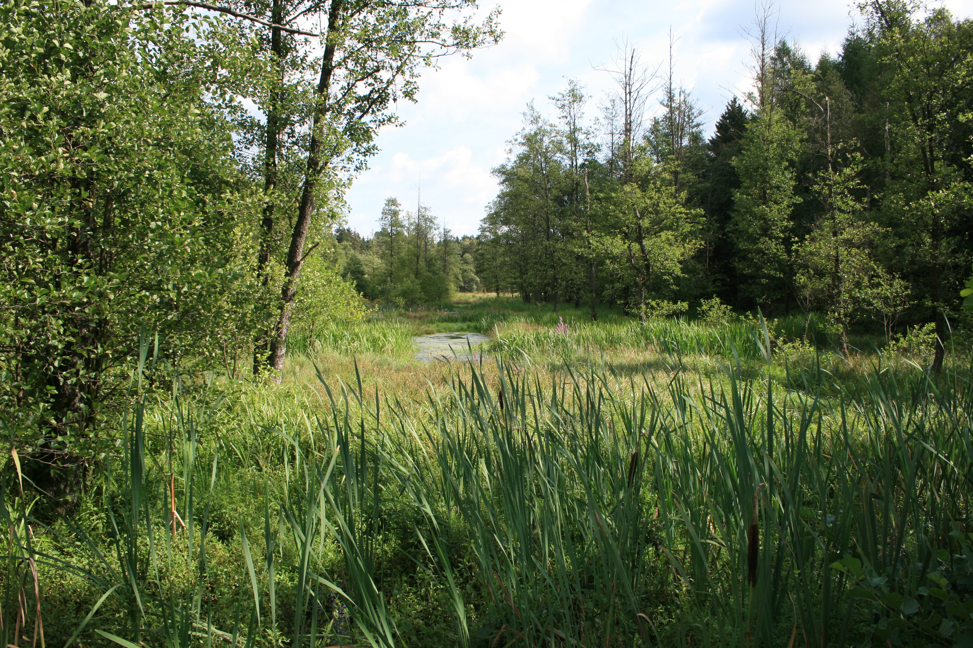 Idyllische Bachaue Naturpark Südheide