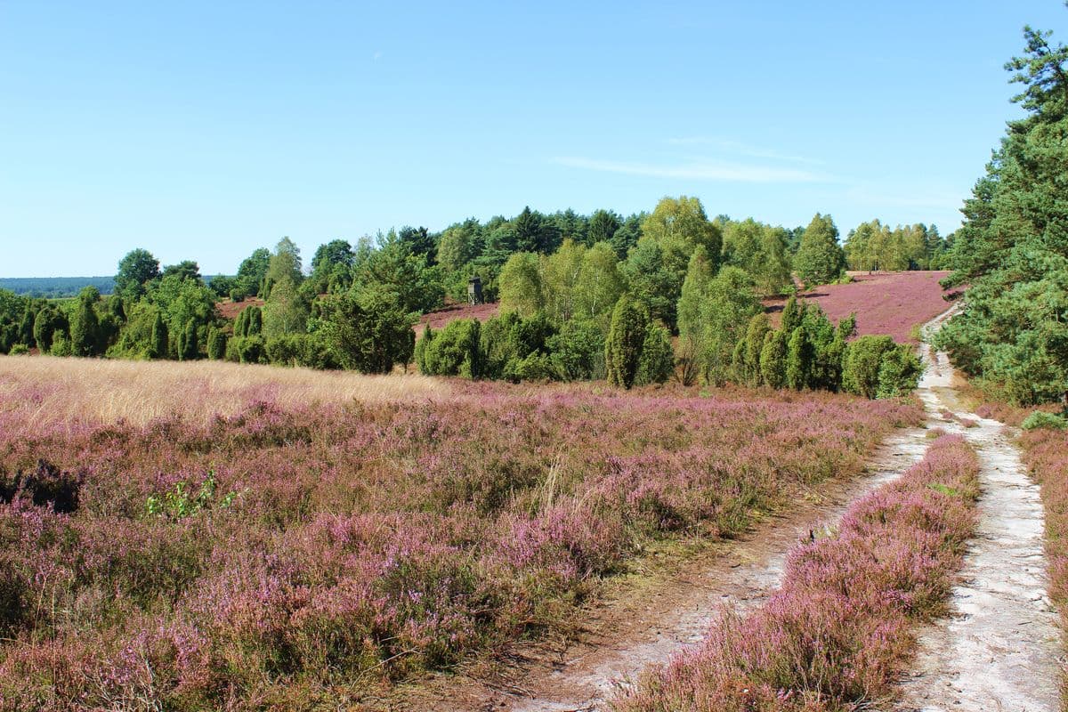 Heidefläche am Schillohsberg, Unterlüß