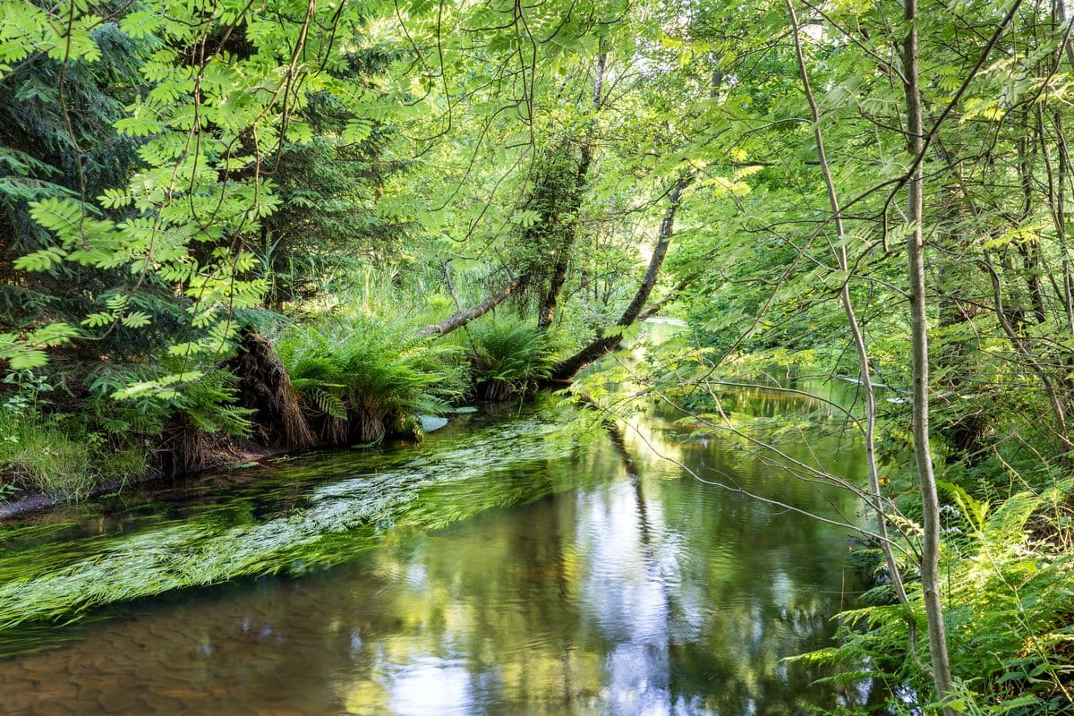 Heidefluss Örtze in der Südheide