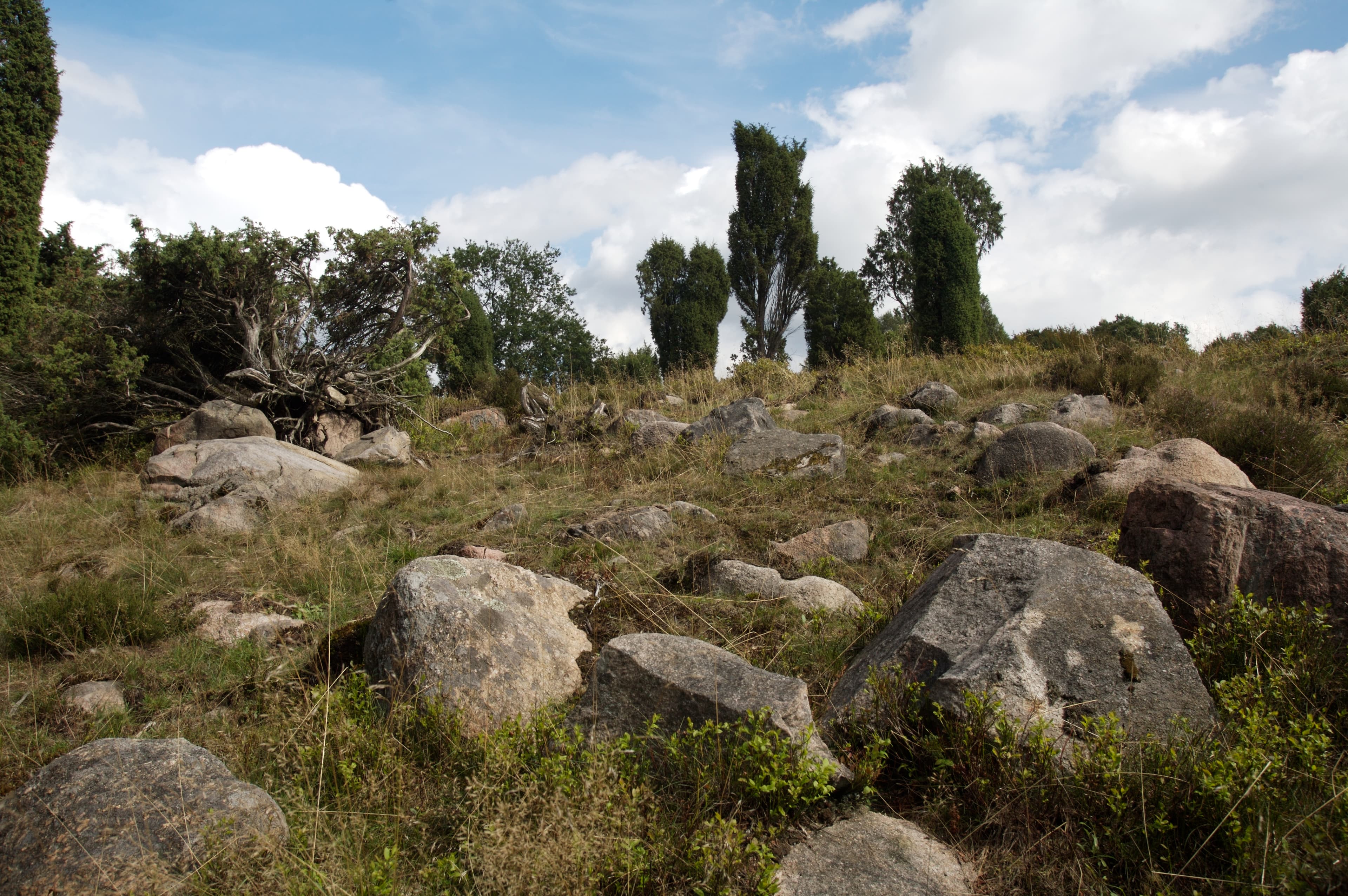 Typische Heide am Steingrund