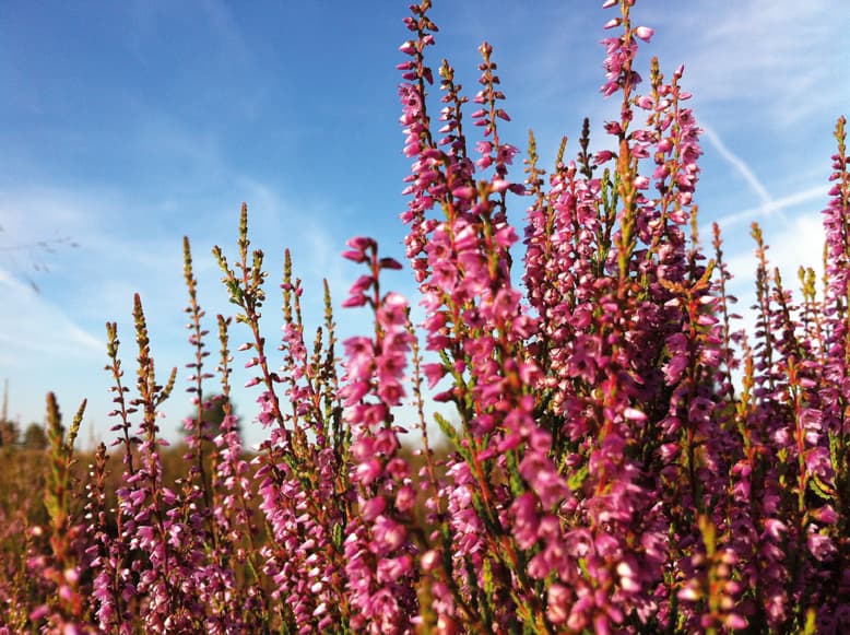 Die Heideblüte im August und September