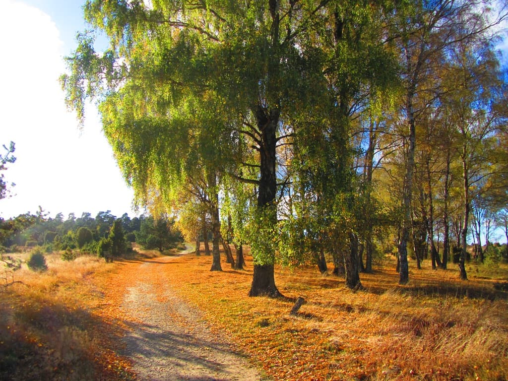 Herbst auf dem Pastor Bode Weg