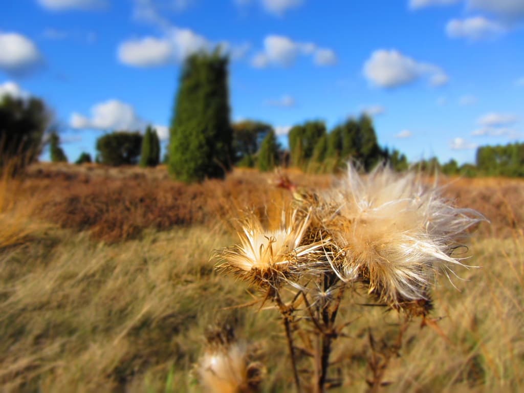 Herbstimpressionen am Heidschnuckenweg