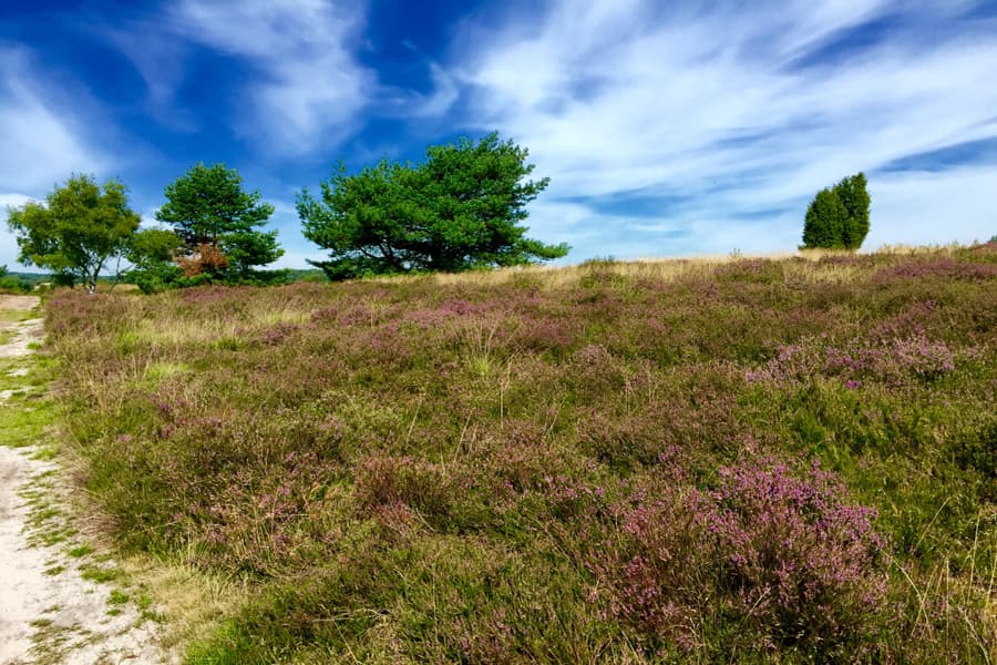 Undeloher Heide Undeloh 07082015