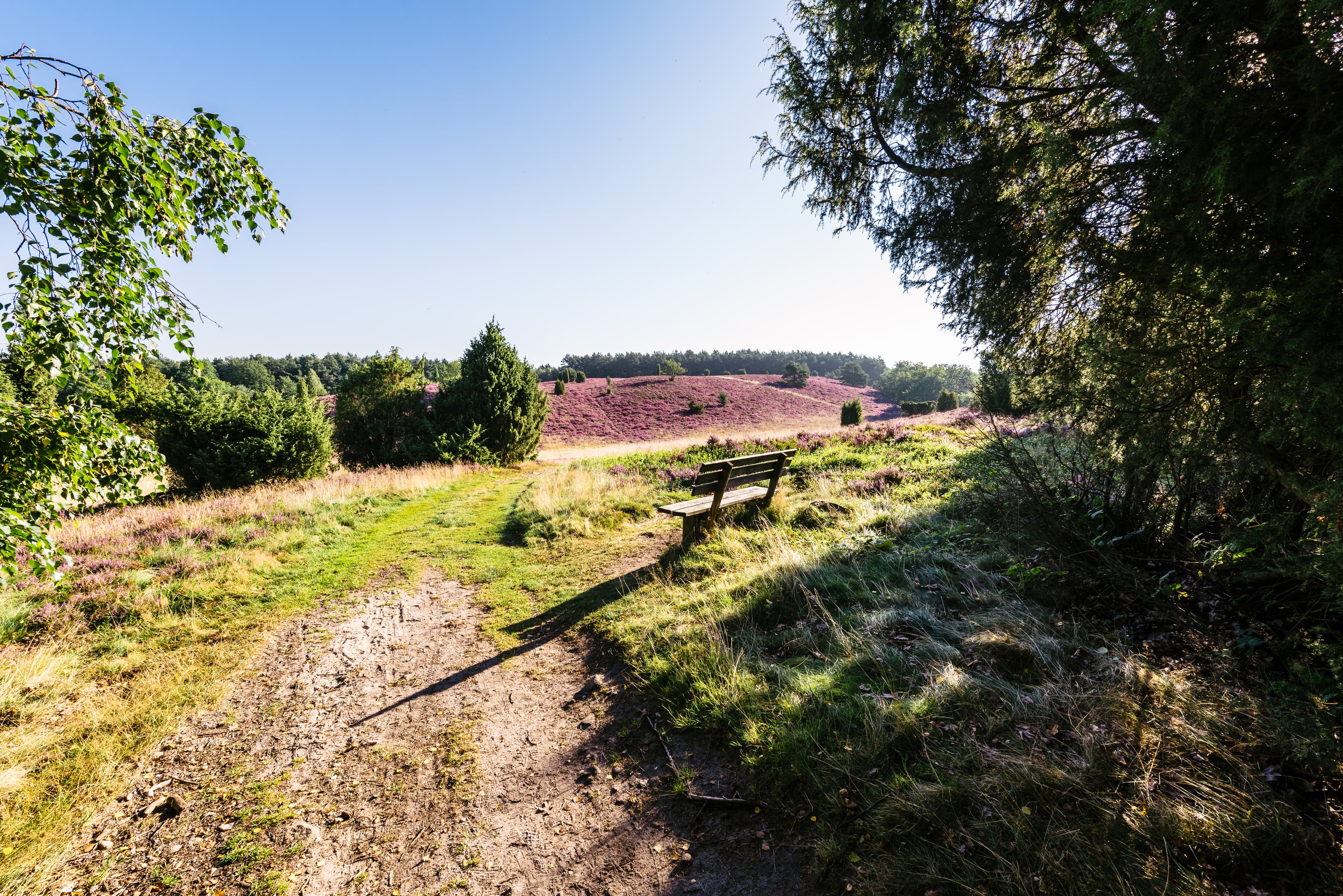 Der Wilseder Berg in der Lüneburger Heide während der Heideblüte