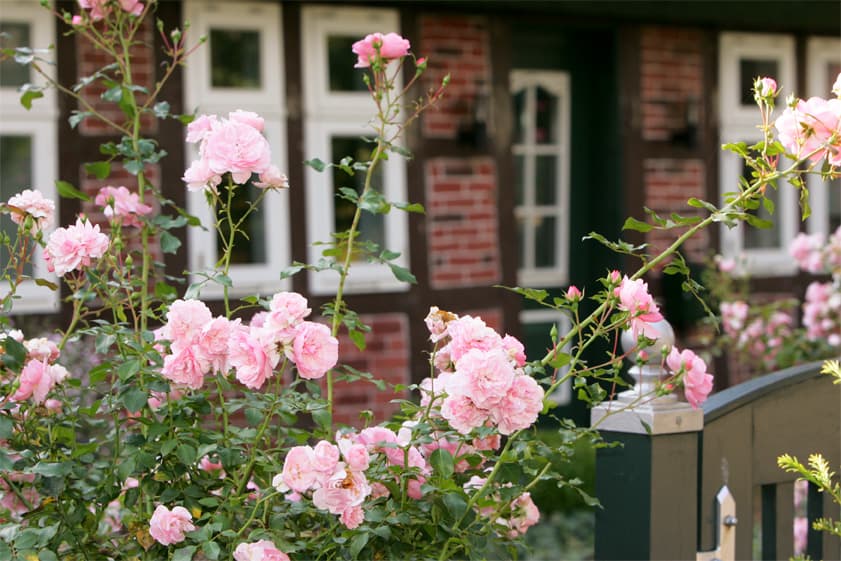 Egestorf Rosen Ortsbild