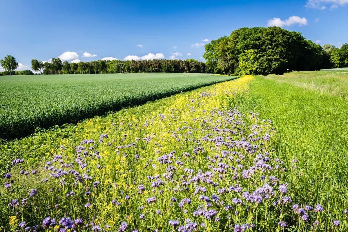 Blühendes Kartoffelfeld in der Region Uelzen in der Lüneburger Heide