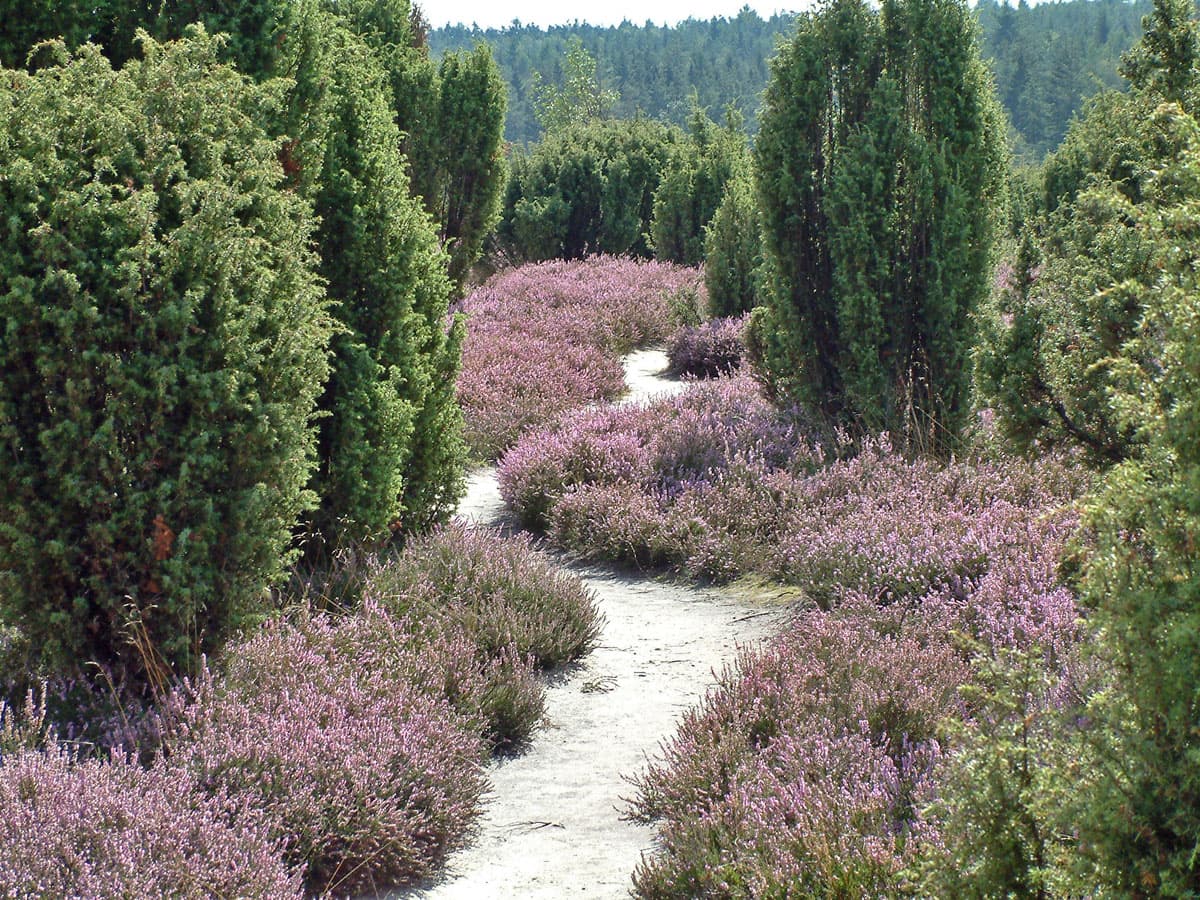 Ellerndorfer Wacholderheide