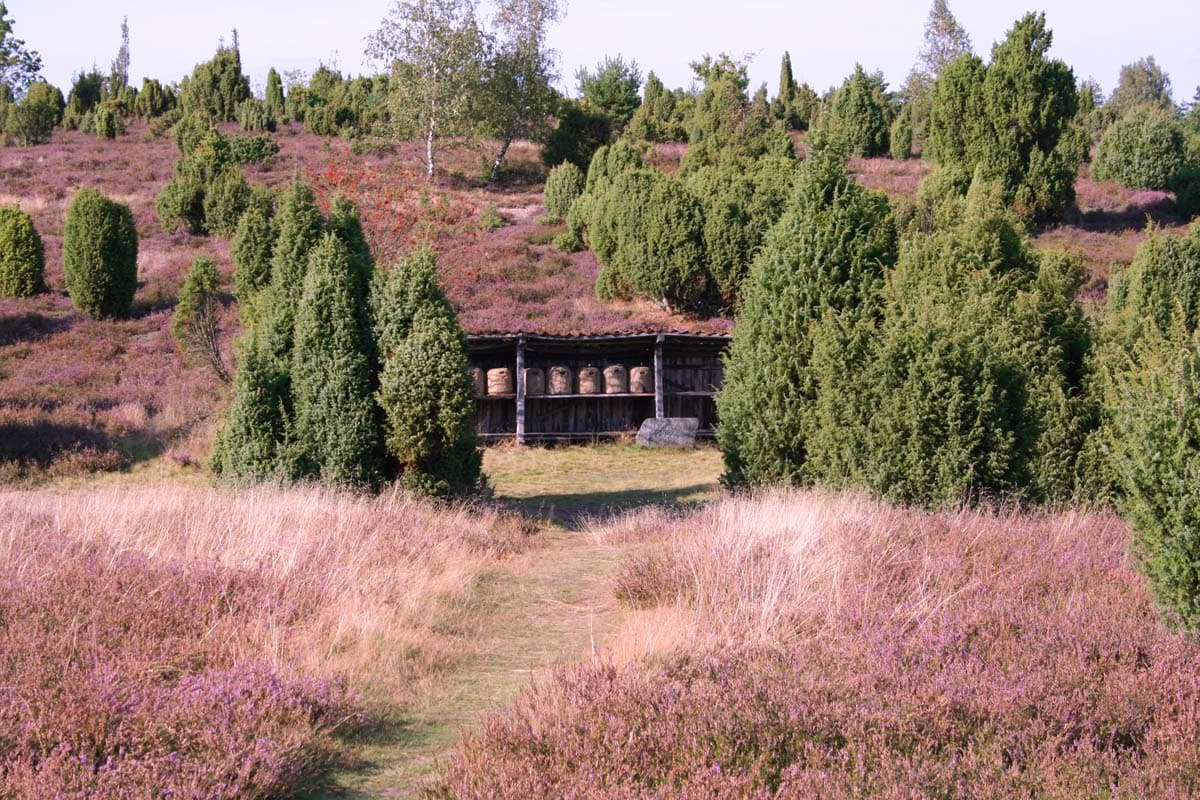 Ellerndorfer Wacholderheide in der Region Uelzen in der Lüneburger Heide