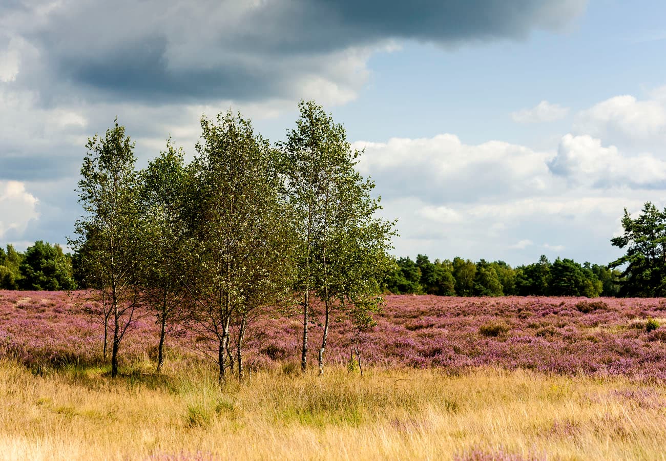 Behringer Heide bei Bispingen im Naturschutzgebiet Lüneburger Heide