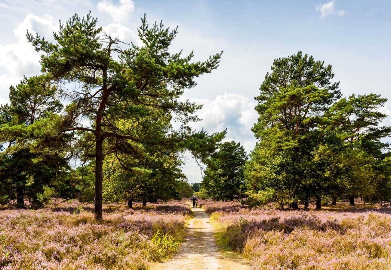 Wanderweg durch die Behringer Heide im Naturschutzgebiet Lüneburger Heide