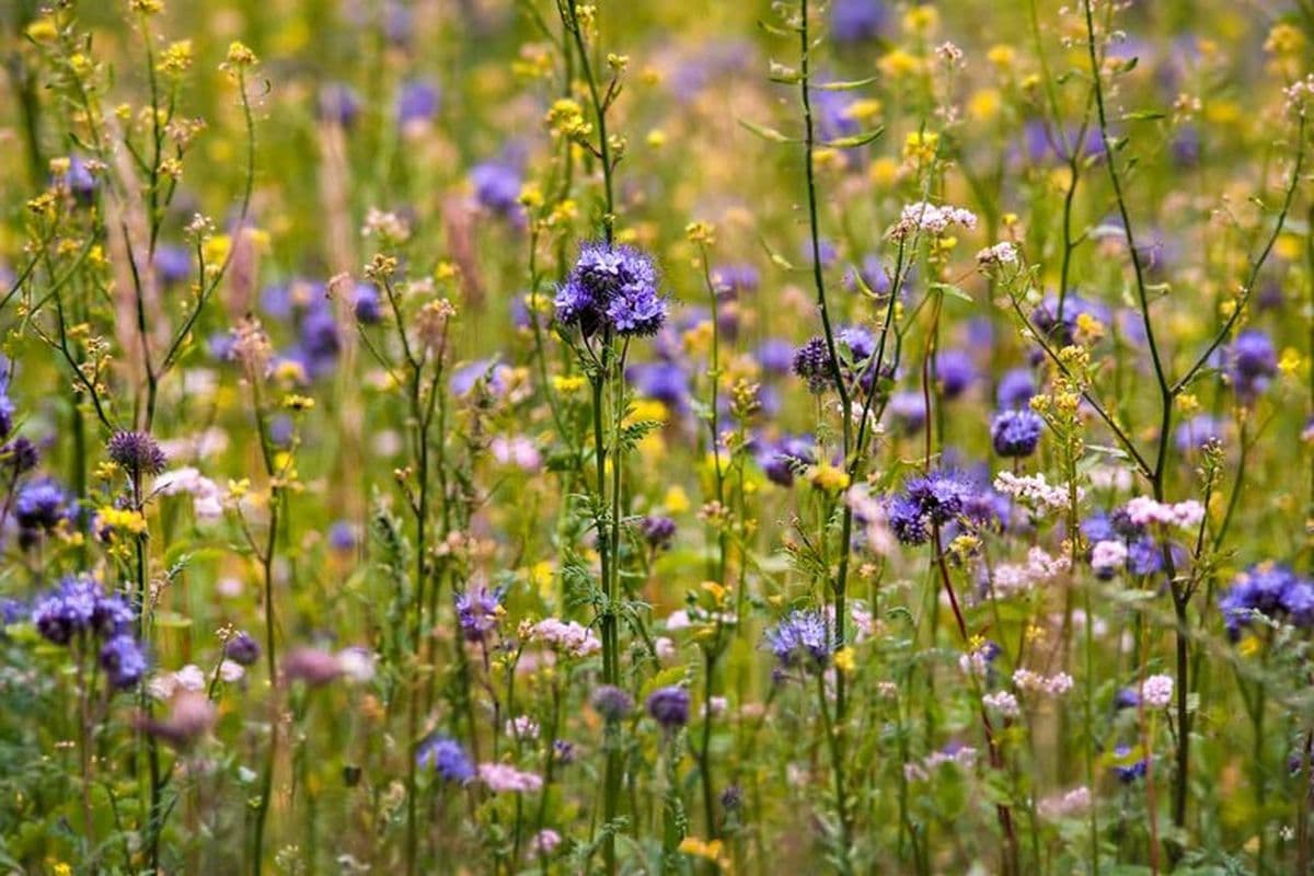 Blumenwiese in den Flussniederungen