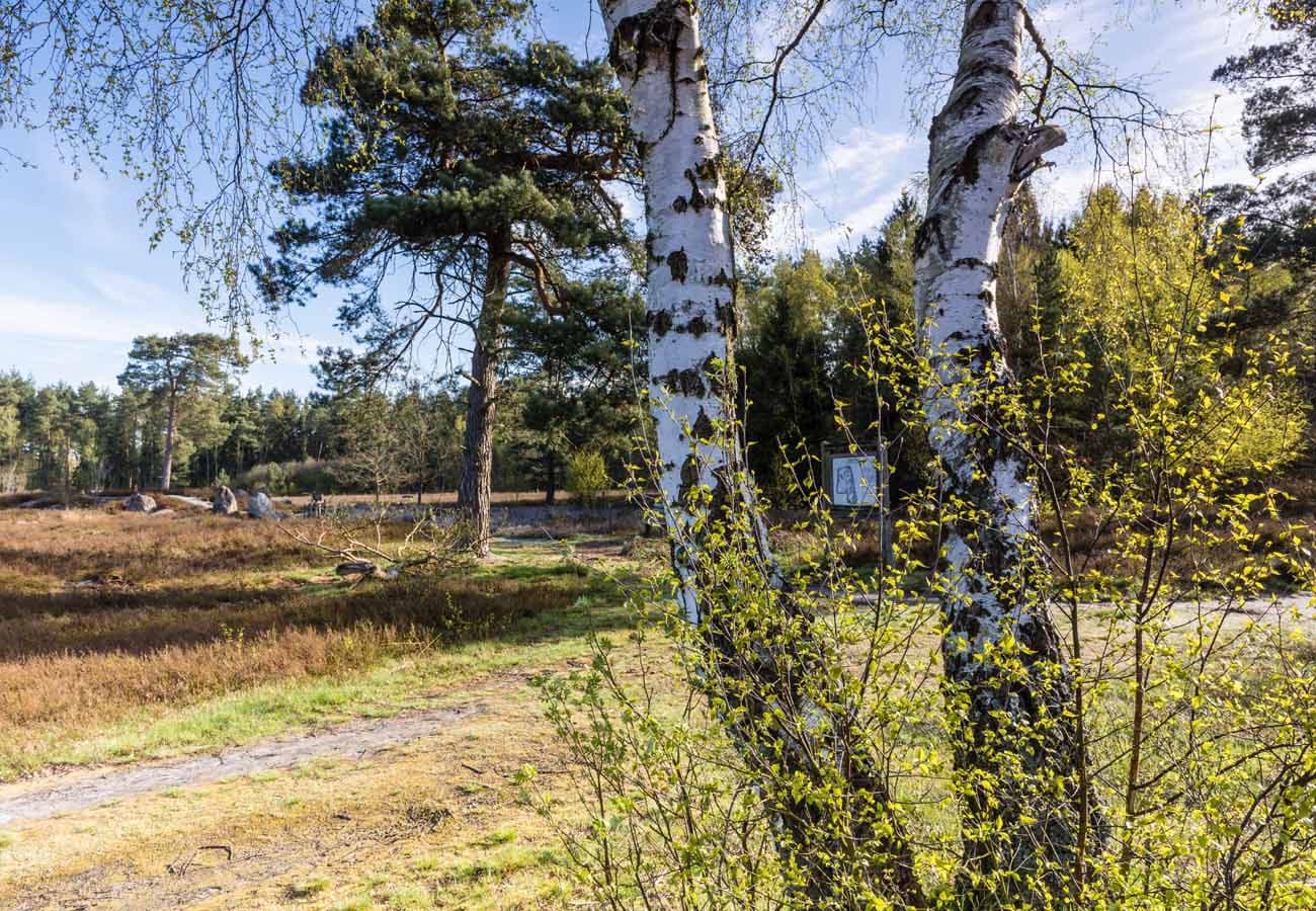 Heidefläche Oldendorfer Totestatt bei Oldendorf (Luhe) in der Lüneburger Heide