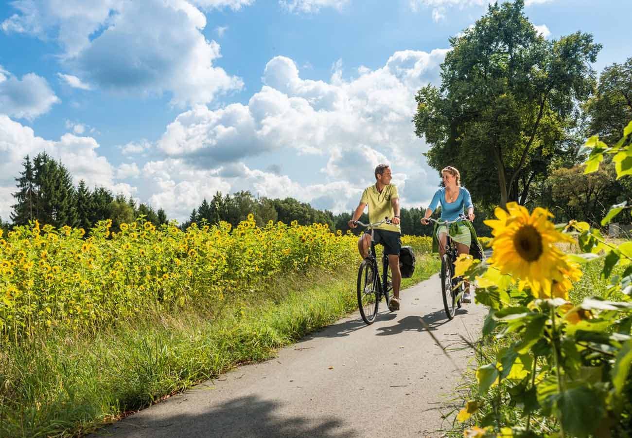 Sonnenblumenfelder schmücken die Radwege