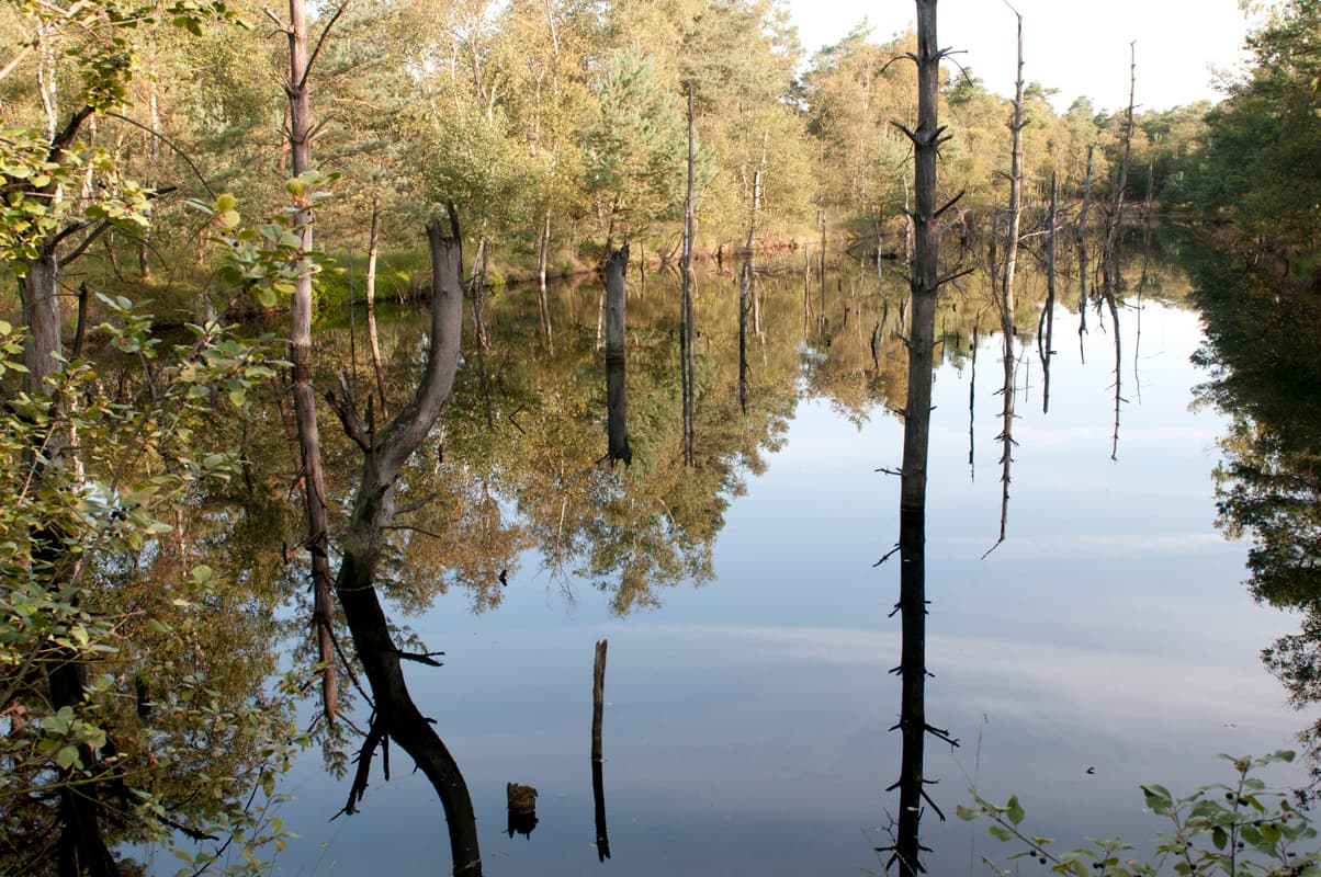 Mystisches Pietzmoor Schneverdingen im Sommer