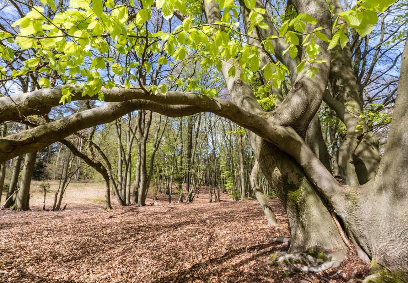 Blick in den Frühjahrswald