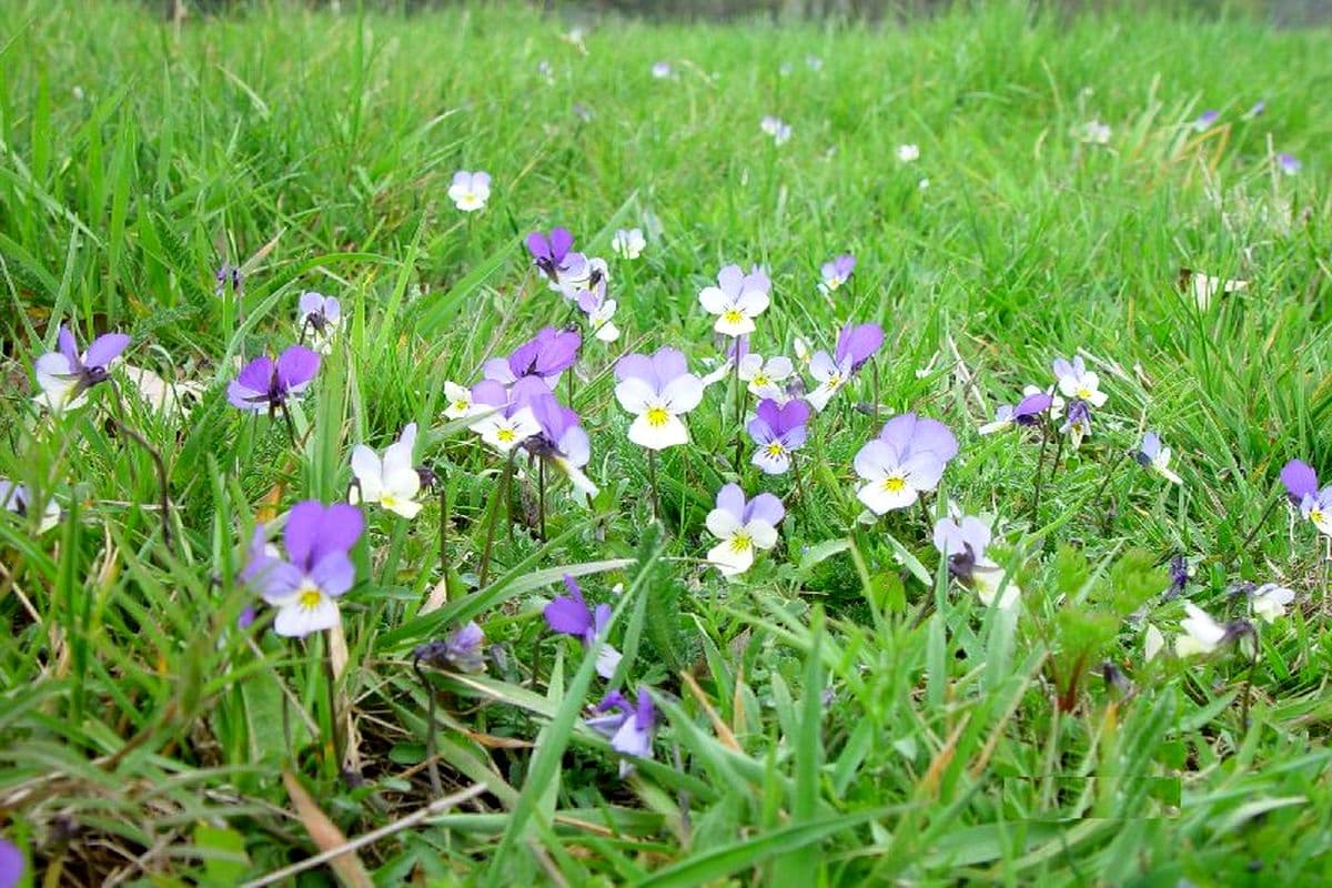 wildes Stiefmütterchen auf der Hornbosteler Hutweide