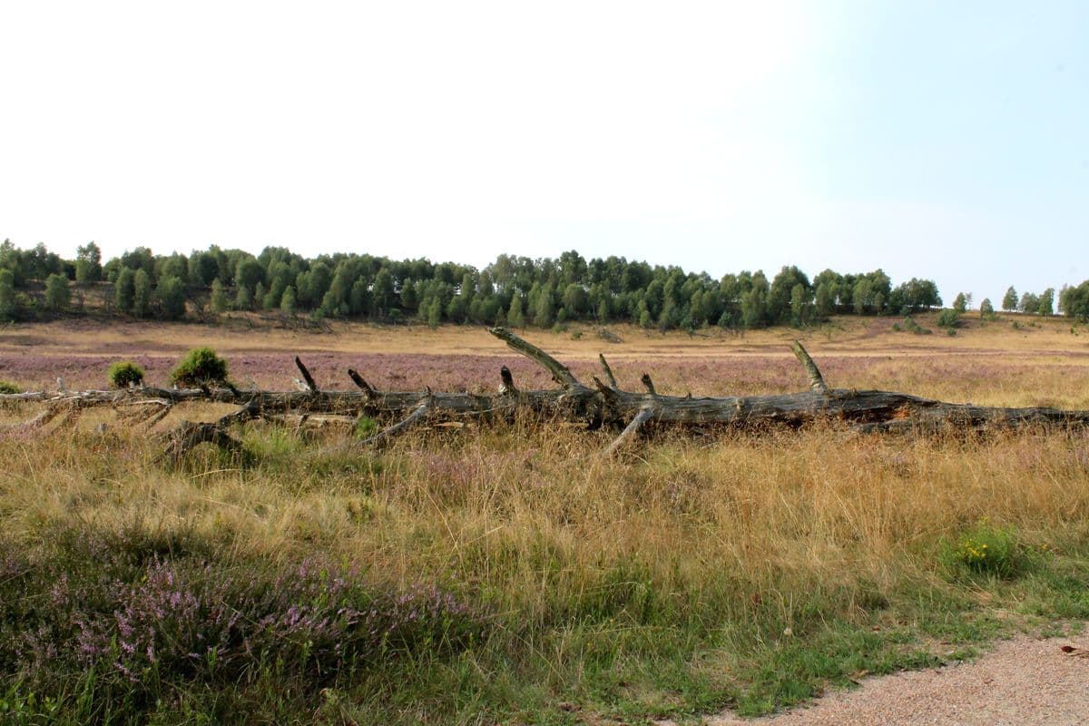 Totes Holz und lebendige Heide