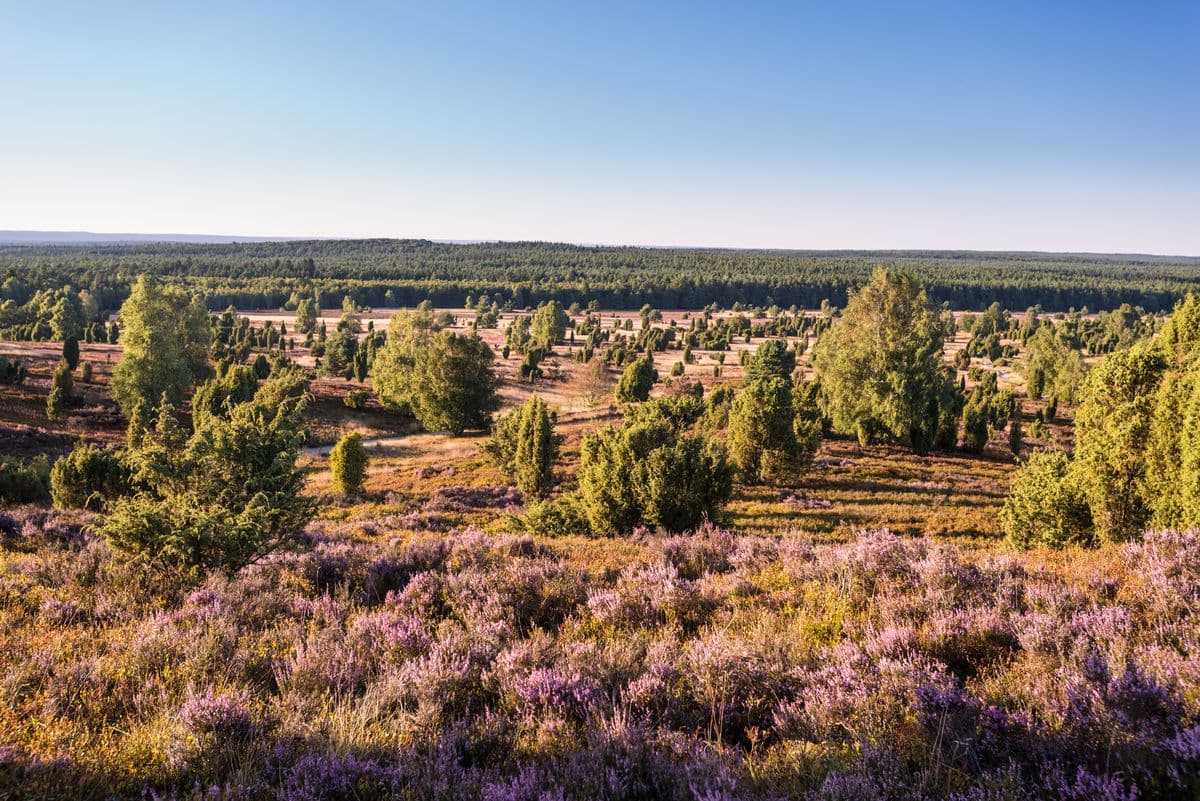 Blick vom Wilseder Berg