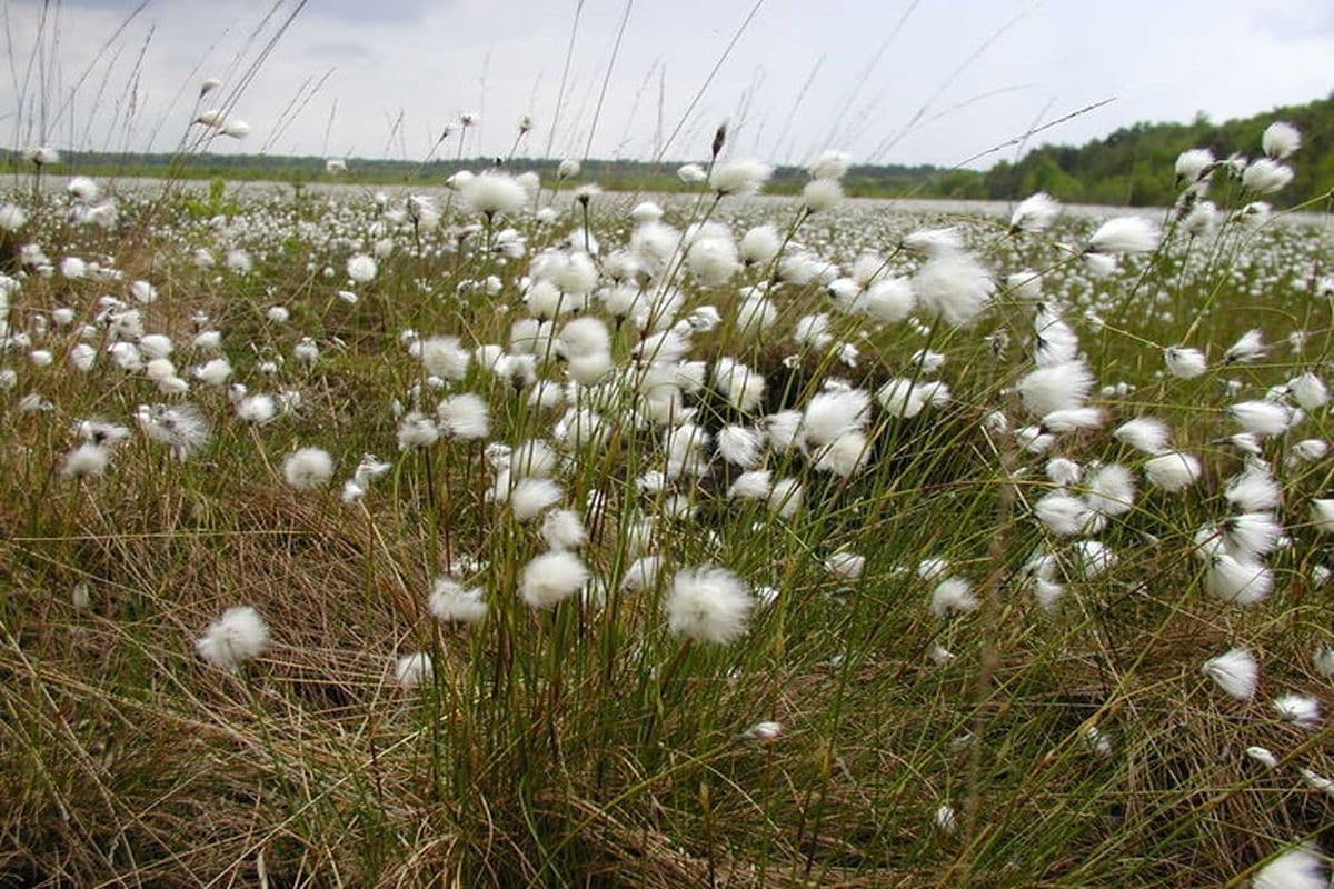 Schmeiker Moor, Lüder