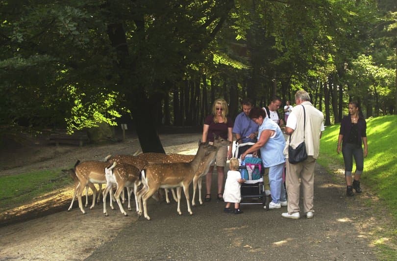 Wildpark Schwarze Berge, Freigehege Damwild