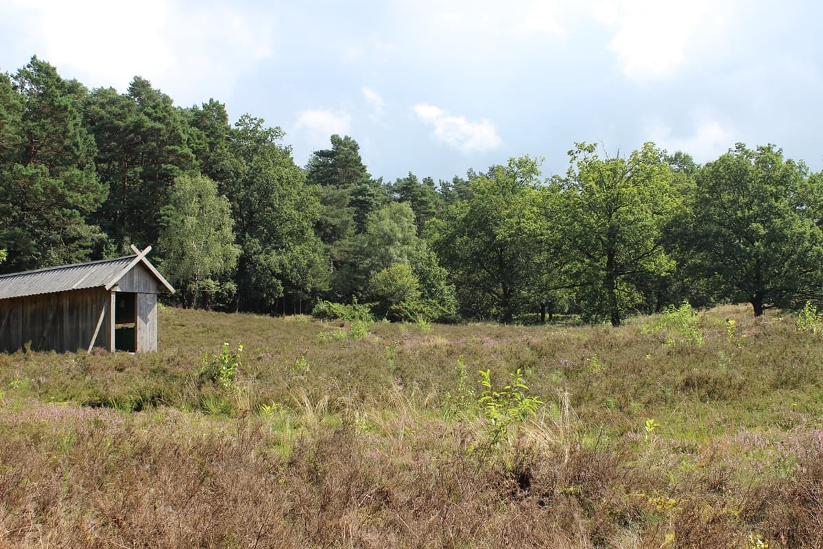 Undeloher Heide, Undeloh, 16.08.17