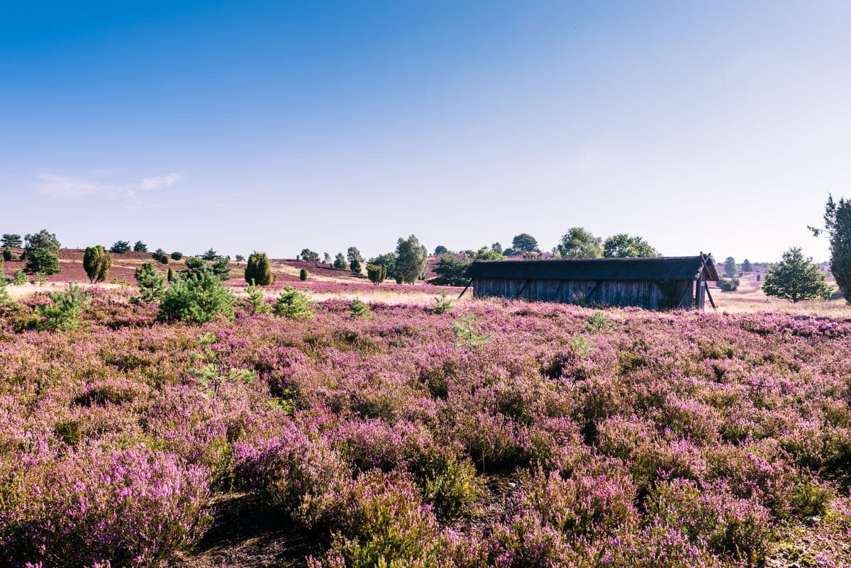 Schafstall in der Heide