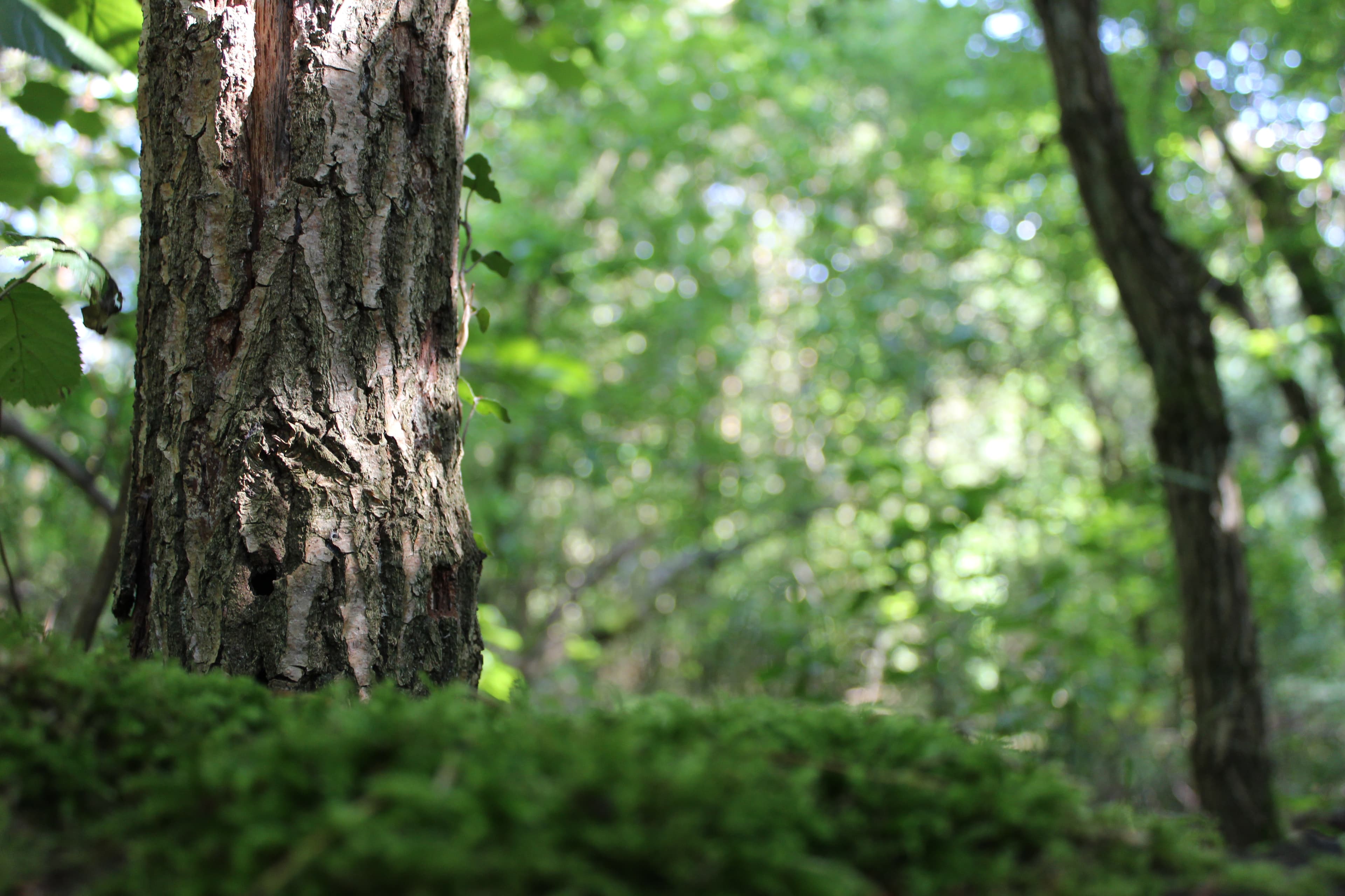 Urwald bei Bad Bevensen